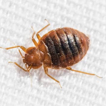 Bed bugs on cloth